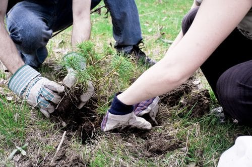 mini forêt