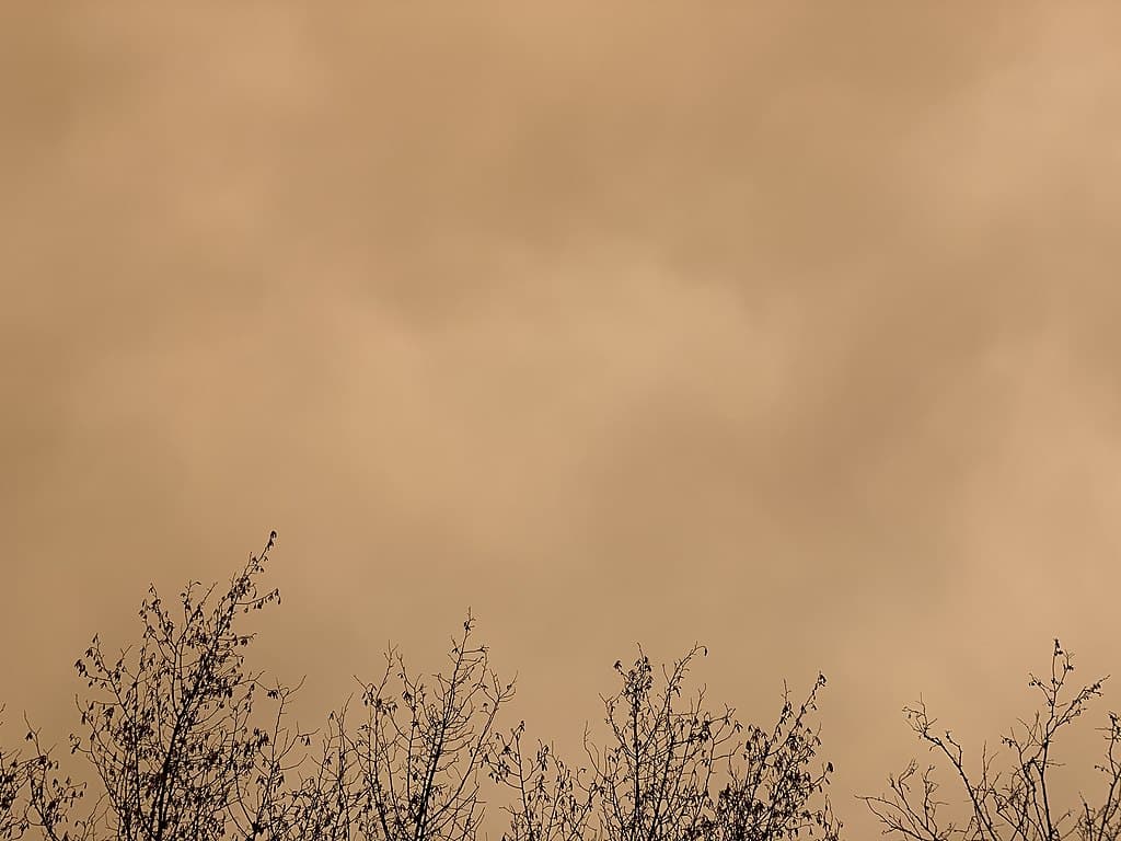 sable Sahara