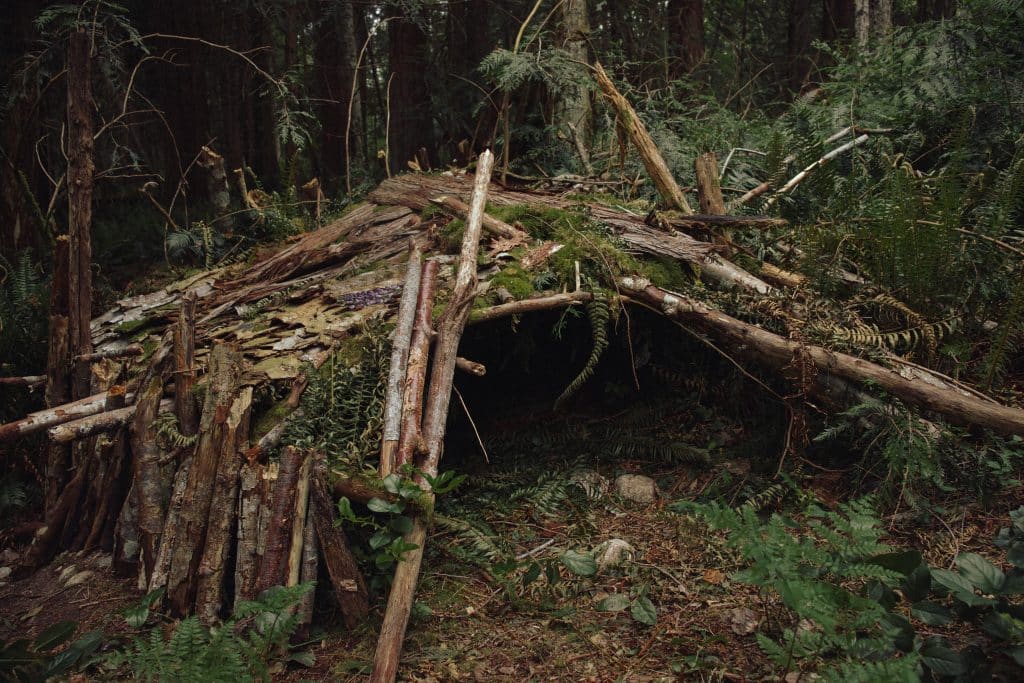 abri cabane bois forêt survie nature