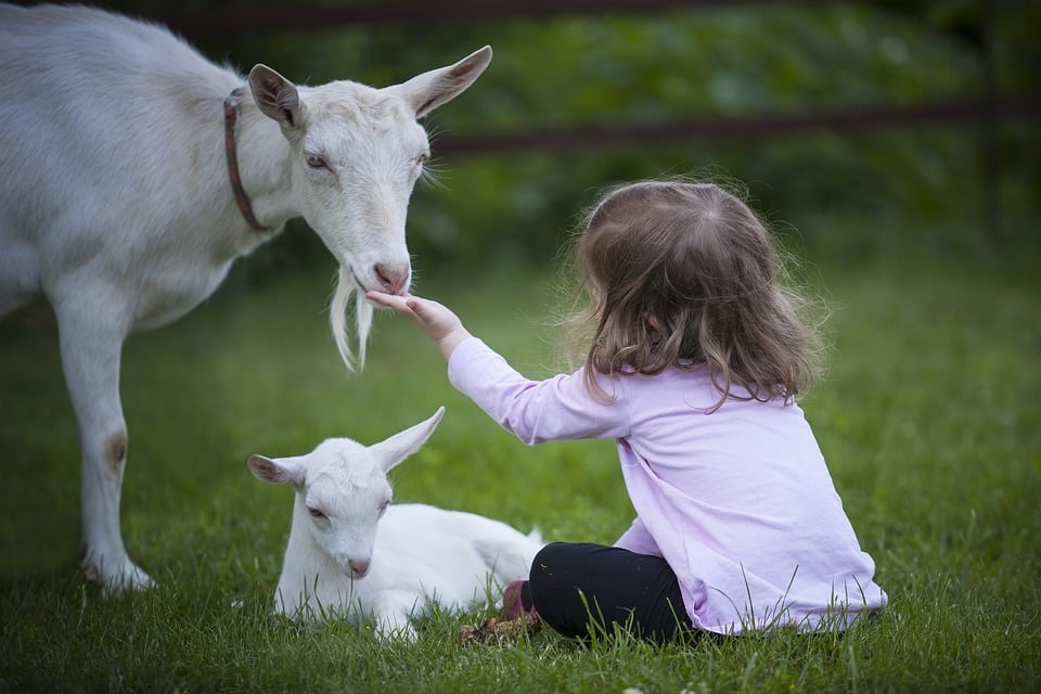 vacances hiver sorties Tarn animal animaux chèvres enfant petite fille ferme