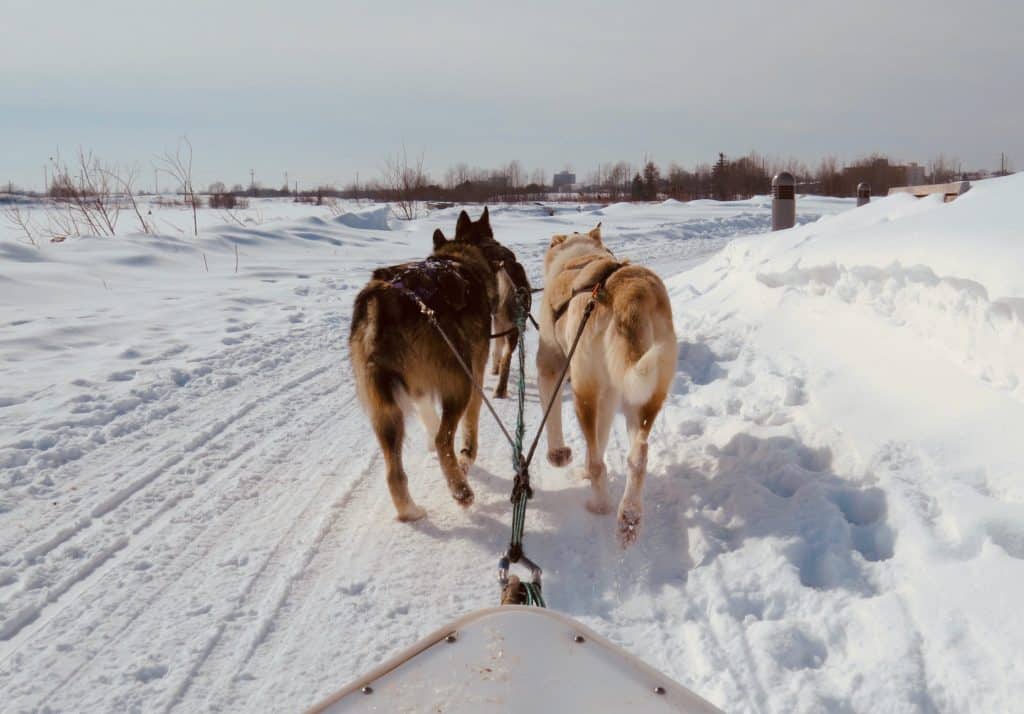 chiens traineau sorties Gard vacances hiver montagne neige