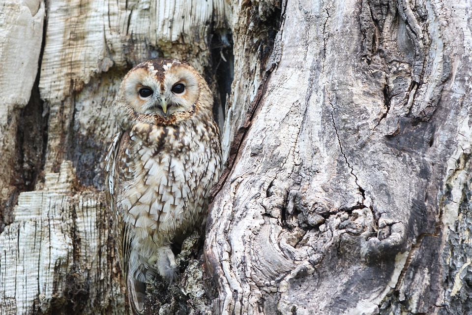 chouette hibou nature arbre