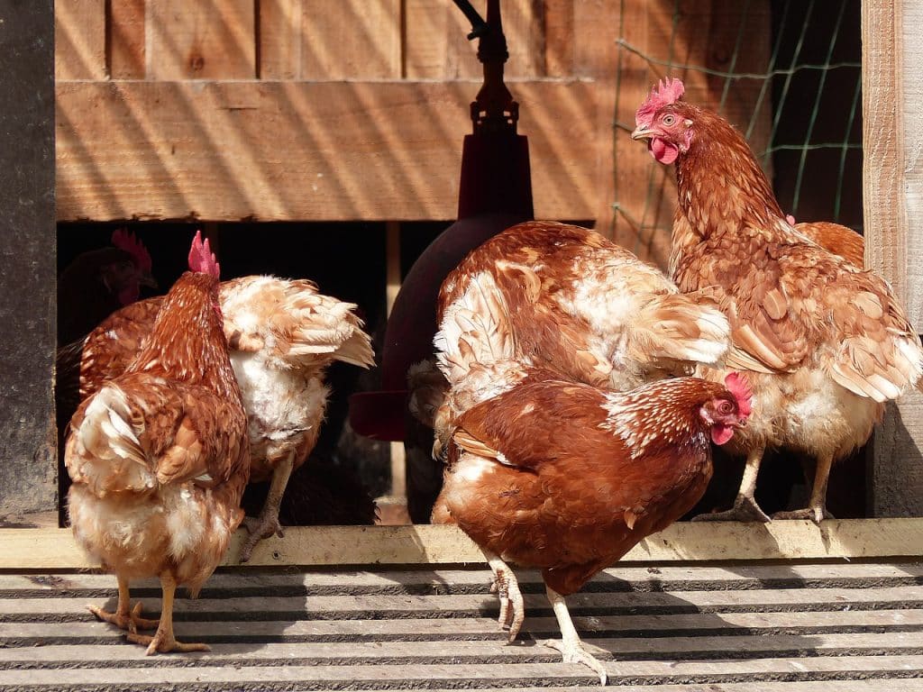 grippe aviaire tarn garonne