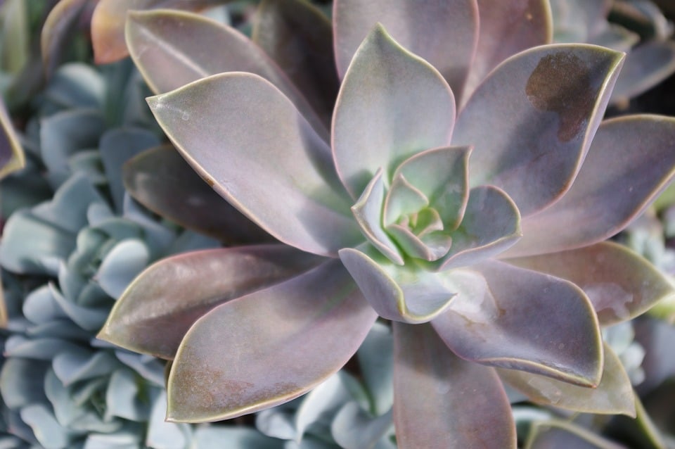 plantes activités Toulouse week-end