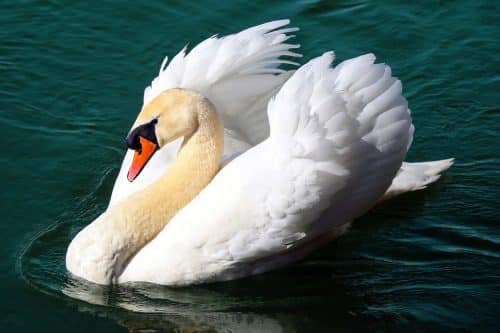 Hérault Lunel Marsillargues grippe aviaire cygne