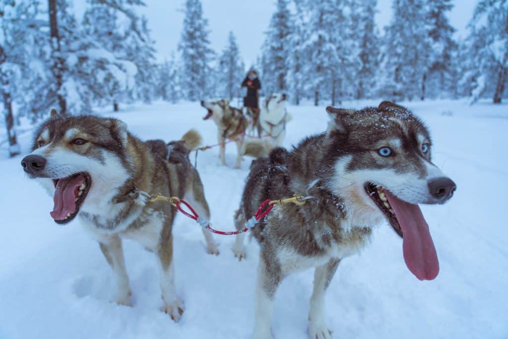 chiens traineau neige ski vacances hiver sorties Ariège