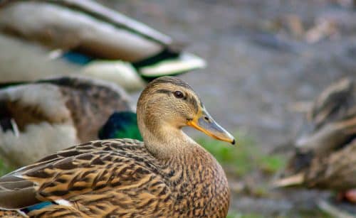 canard Lot vacances hiver sorties