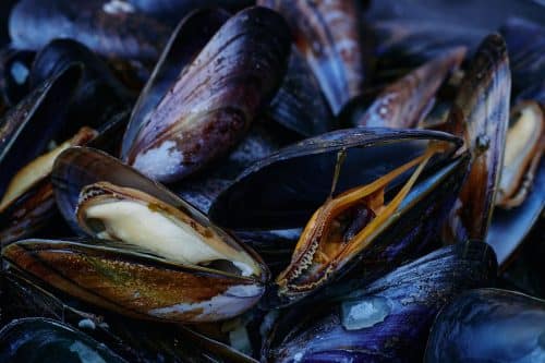 moules palourdes Thau Hérault