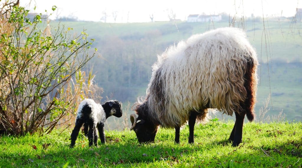 de ferme en ferme