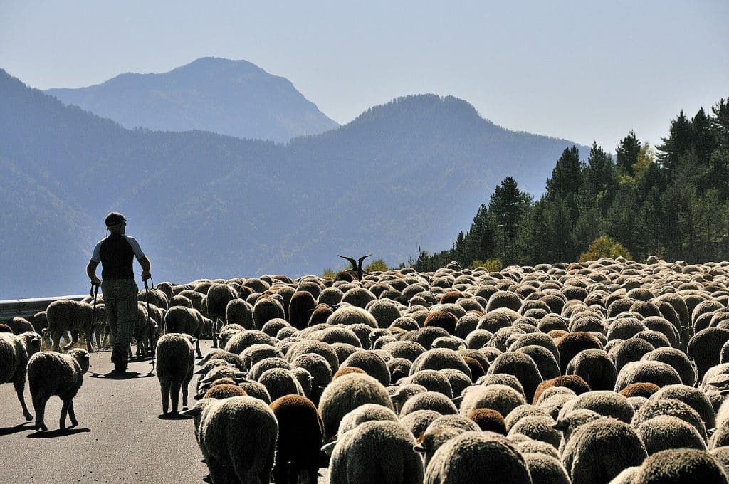 transhumance brebis