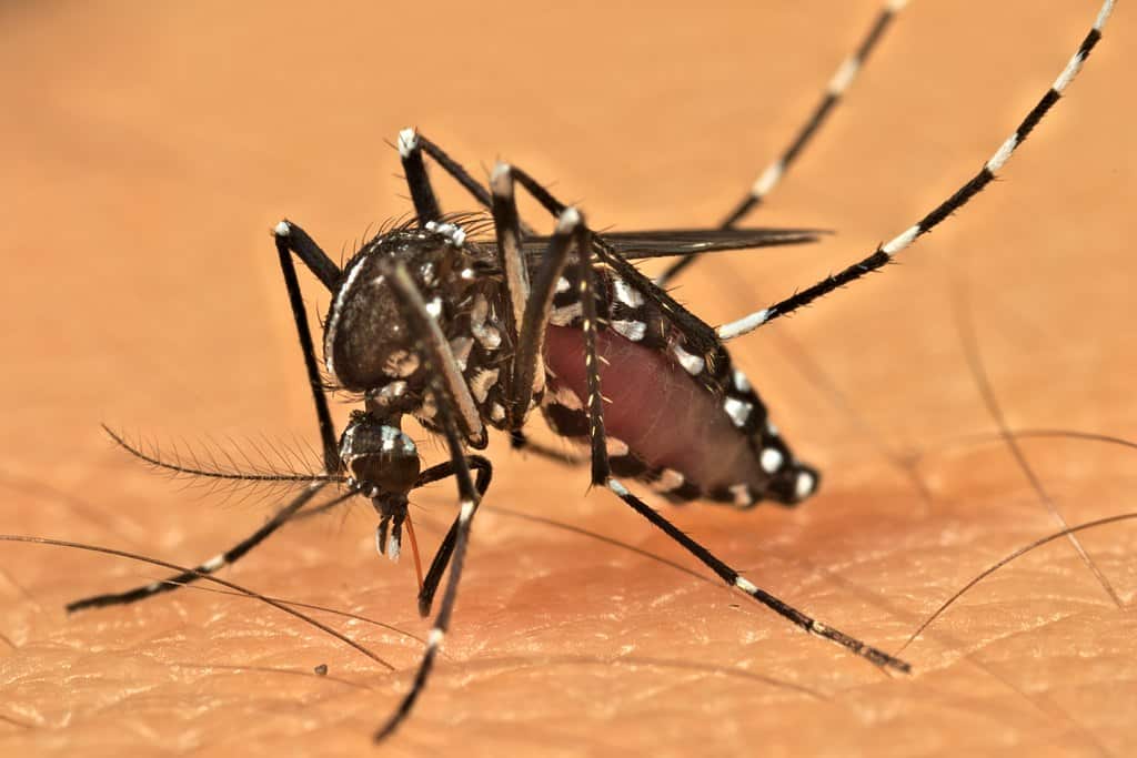 An experience to better fight the tiger mosquito