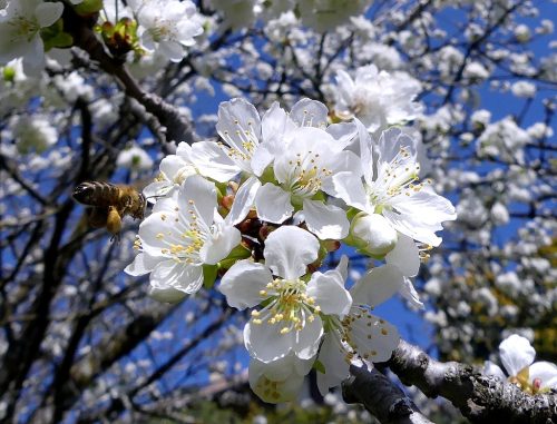 insectes pollinisateurs abeille