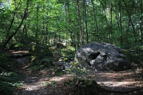 Essonne forêt