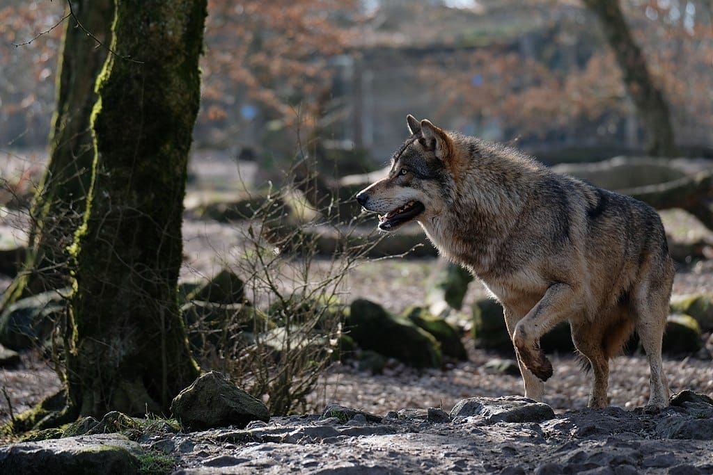 loup Fontainebleau