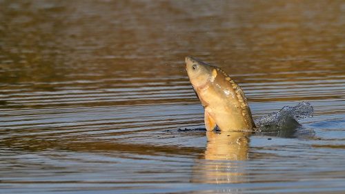 carpe poisson Marne pollution