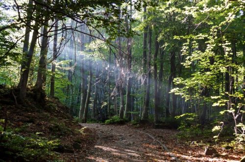 forêt Bois Saint-Martin