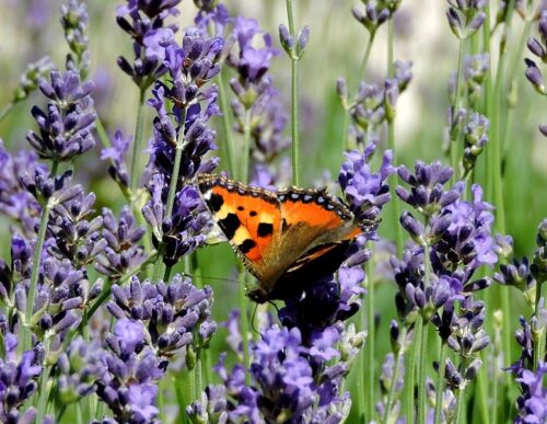 biodiversité, papillon