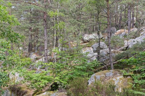 forêt Fontainebleau