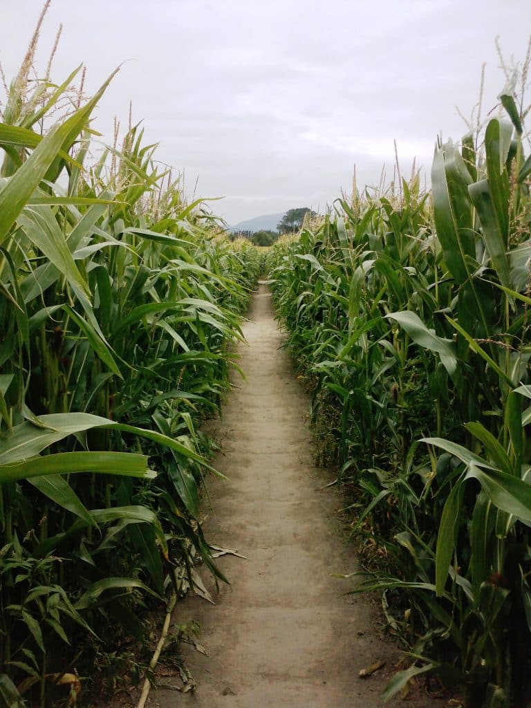 labyrinthe maïs