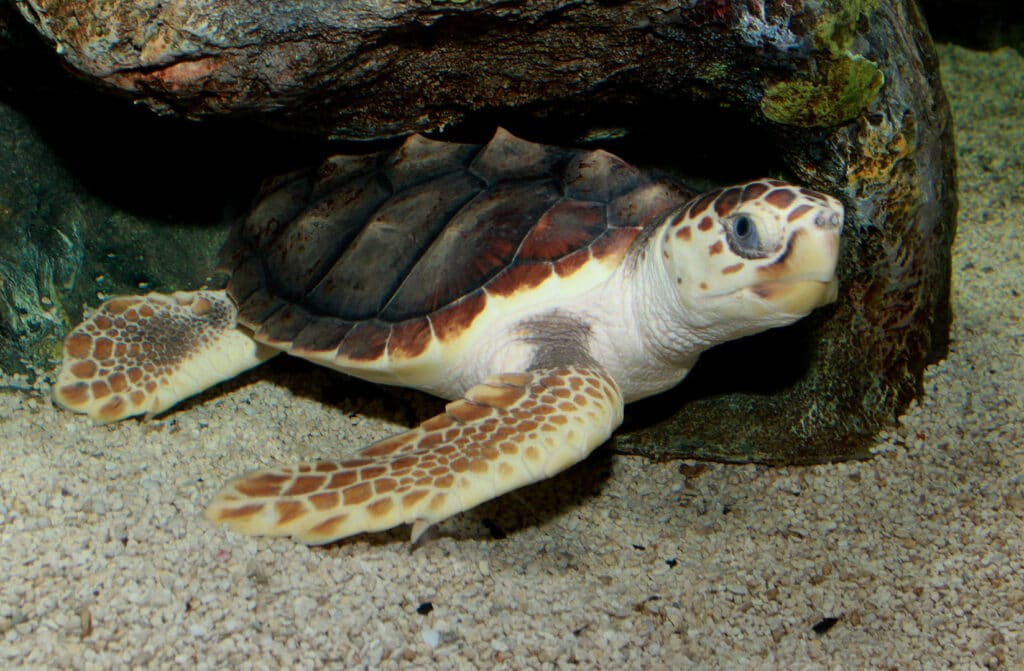 Tortue Sète œufs