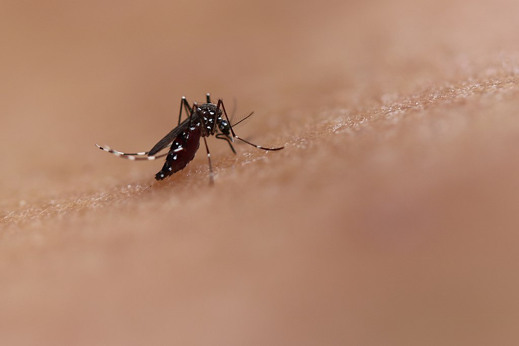 autochtone dengue démoustications Limeil-Brévannes