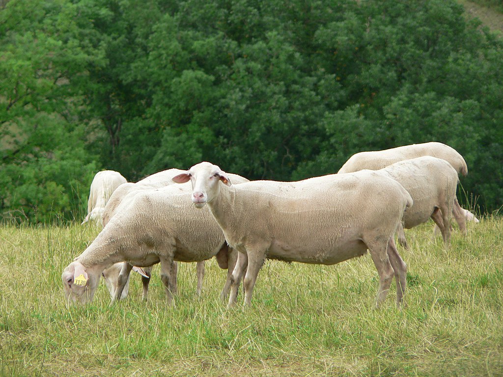 ferme Aveyron
