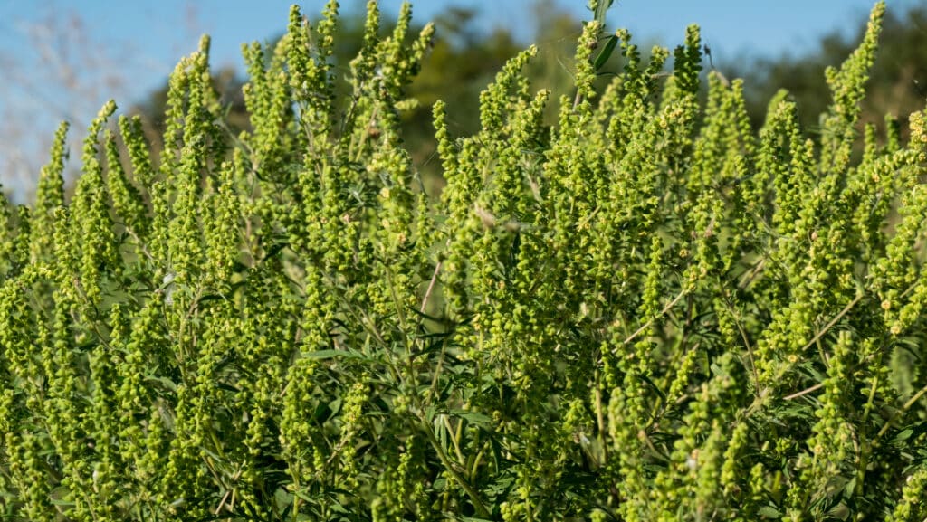 Gard alerte rouge pollen