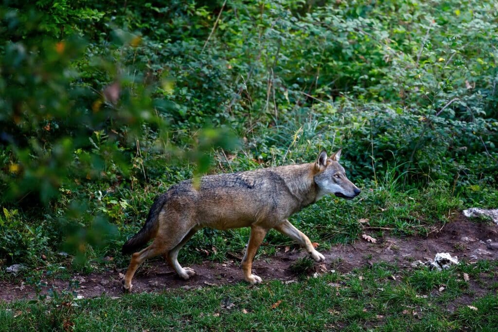 plan loup ardèche