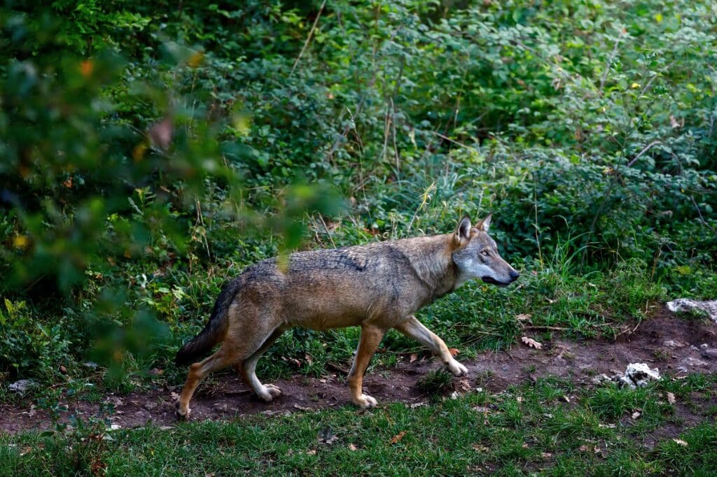 Loup pyrénées ariégeoises