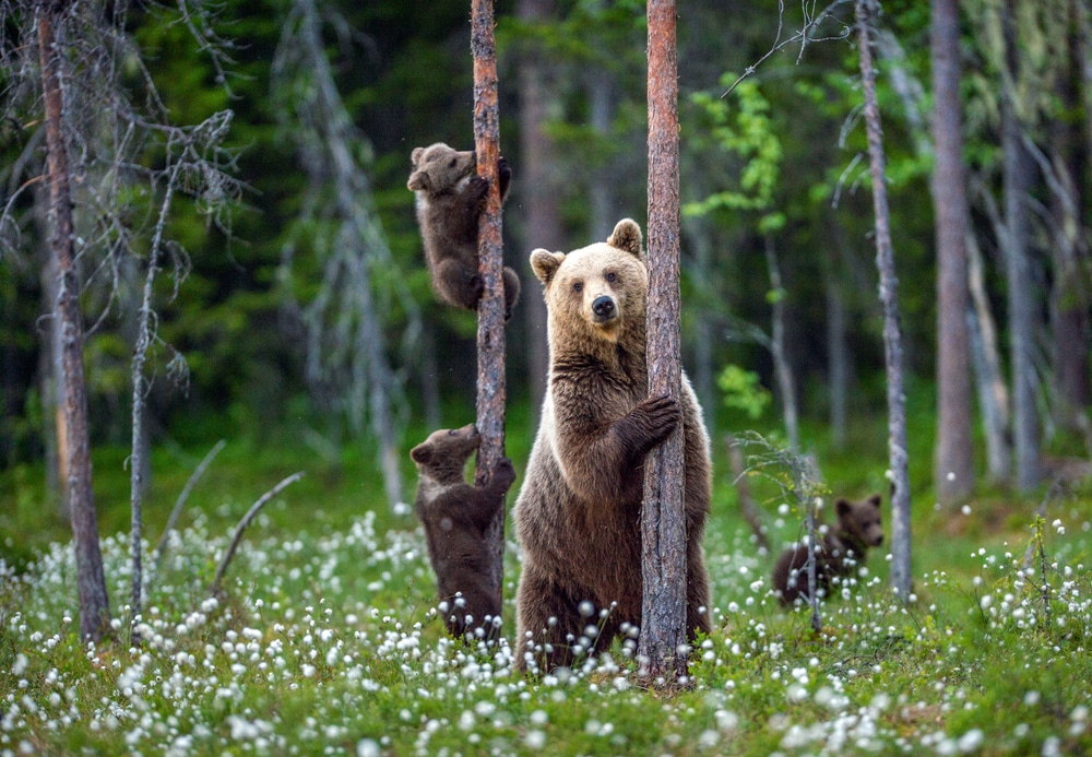 ours pyrénées