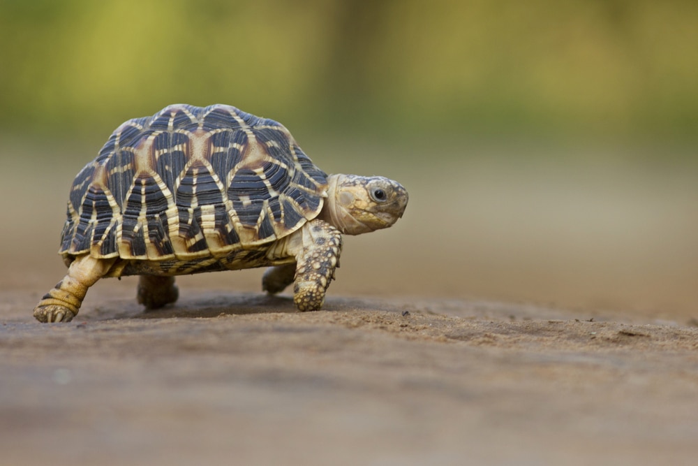 4 parcs en Haute-Garonne pour les amoureux des animaux