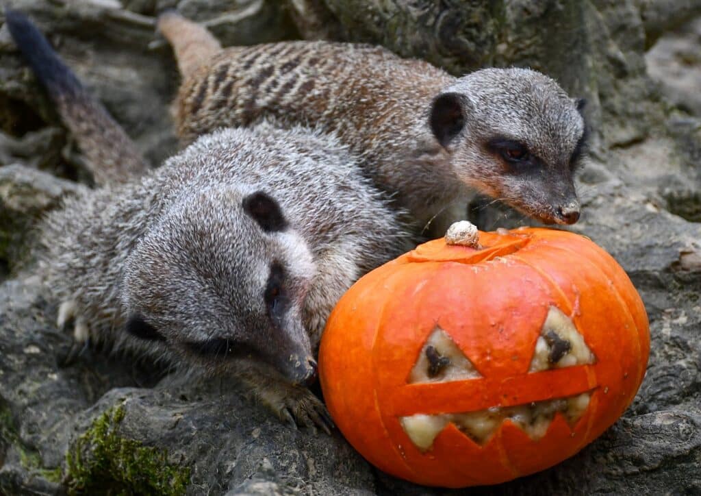 Halloween African Safari