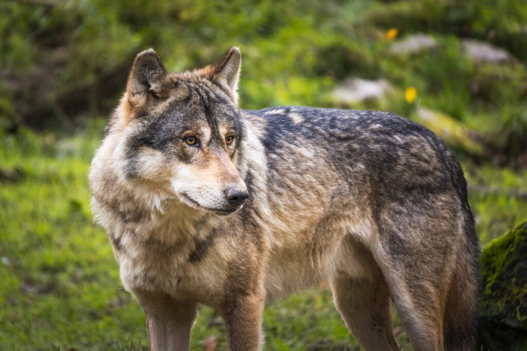 Aveyron loup blessé