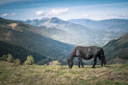 cheval Mérens Pyrénées