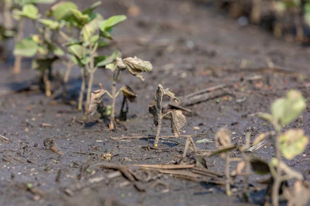 culture orage orages aides agriculteurs Tarn-et-Garonne