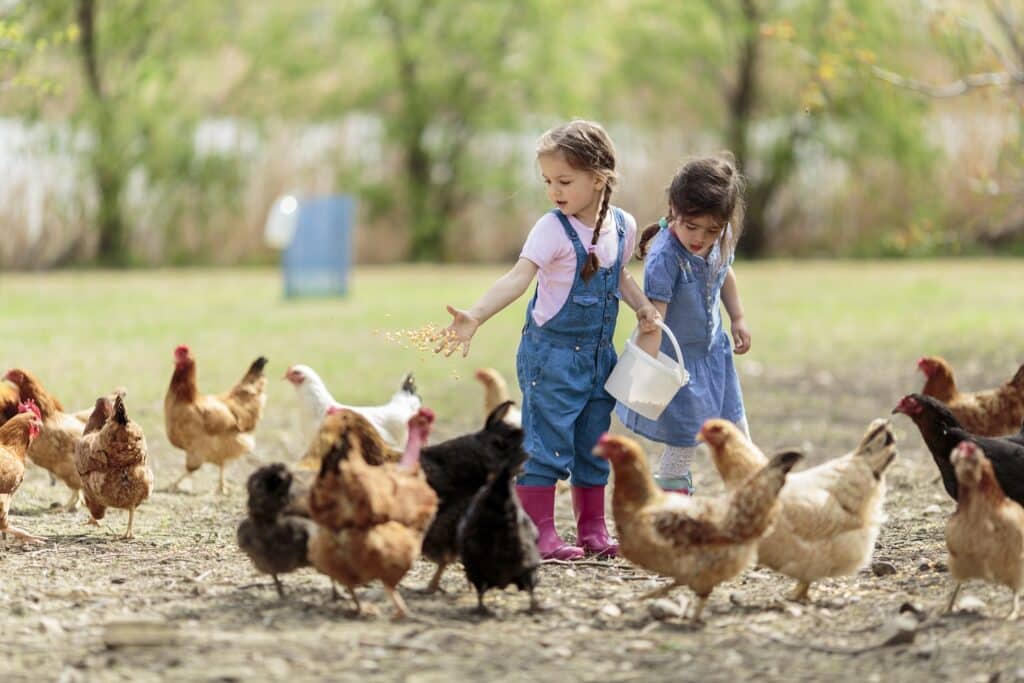 enfant poules ferme