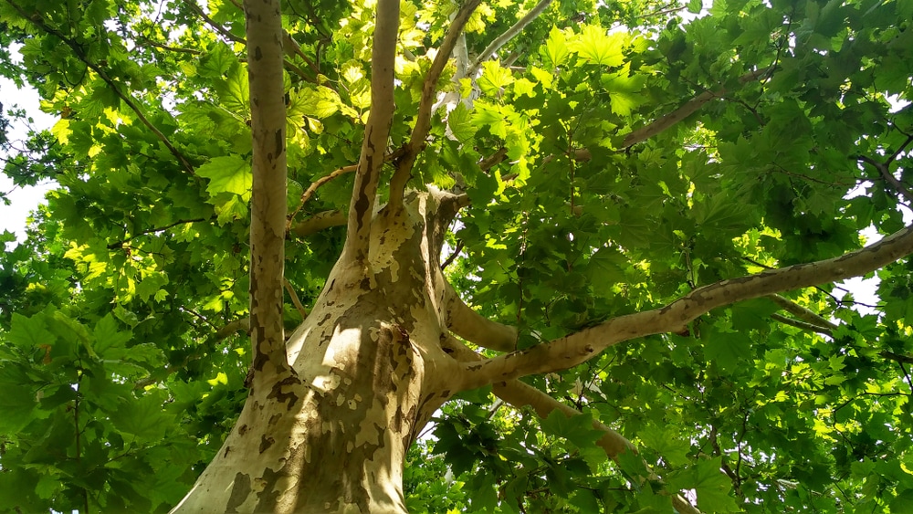 arbre narbonne