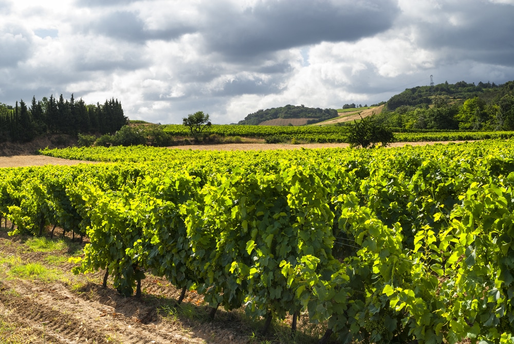 vignoble hérault