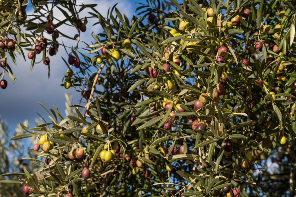 Huile Olive Languedoc AOP
