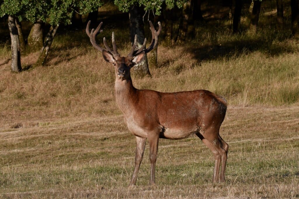 Cerf dans le parc des Cévennes