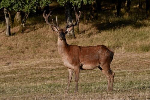 Cerf dans le parc des Cévennes