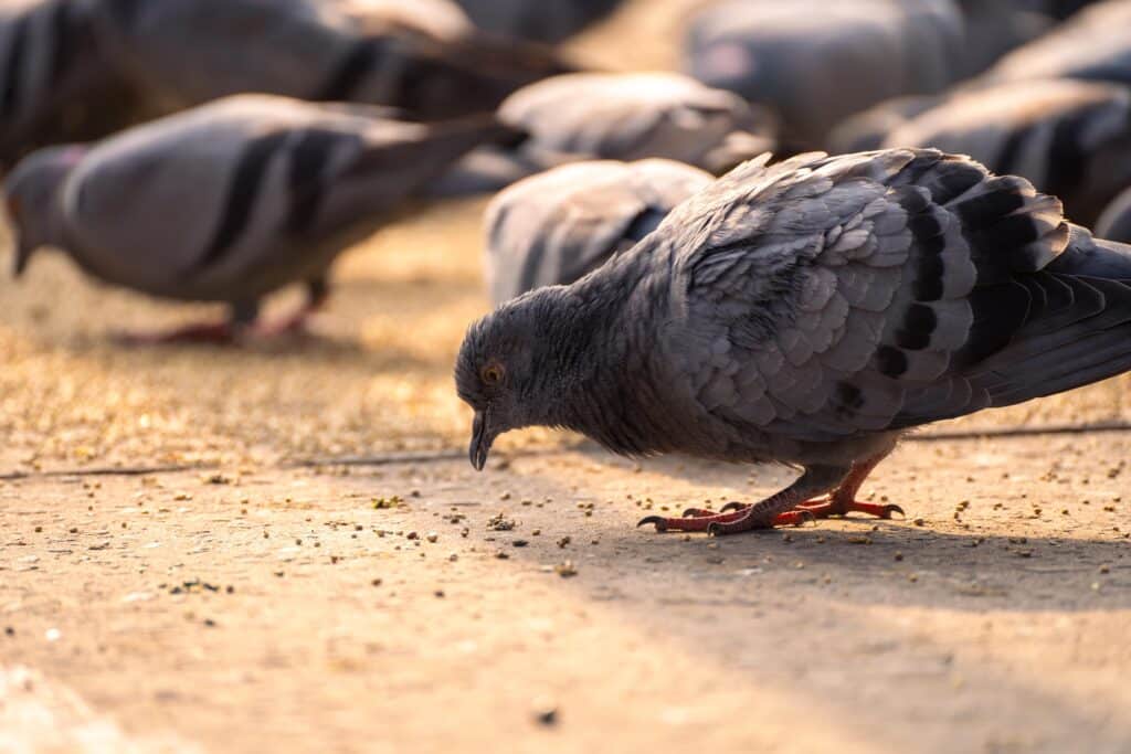 Millau Mairie Pigeons