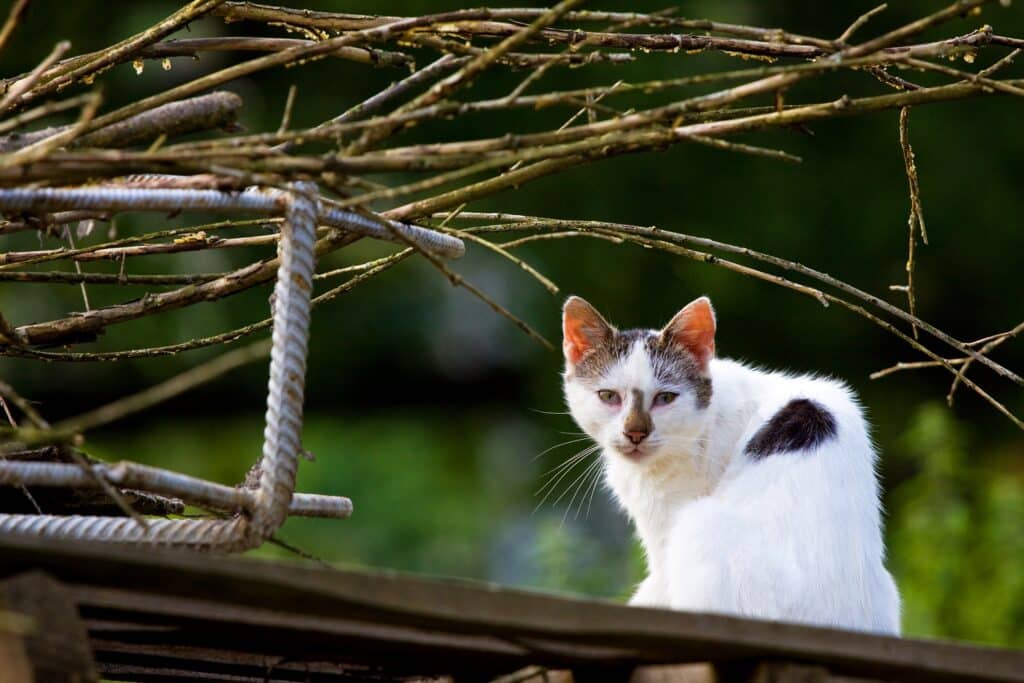 chat abandonné