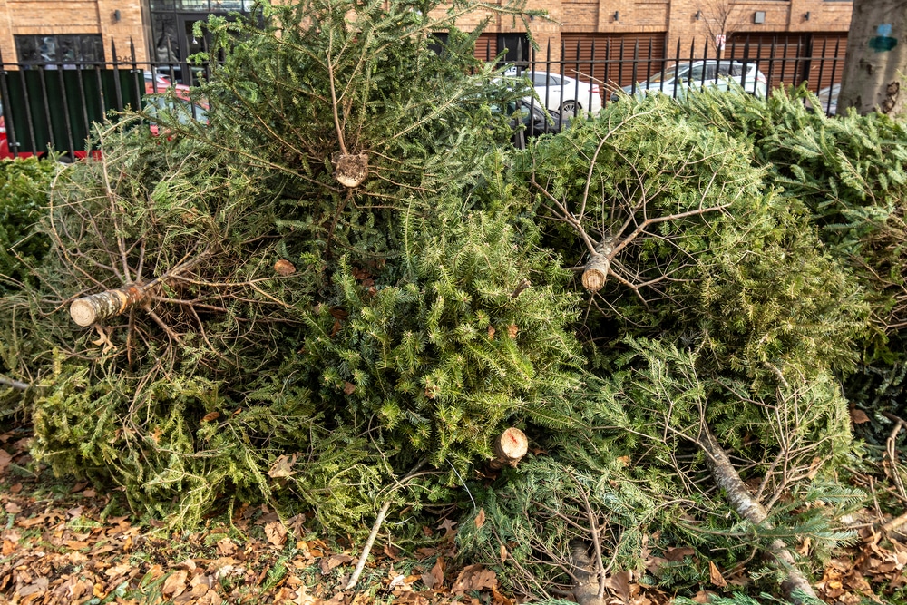 débarrasser sapin Toulouse Noël