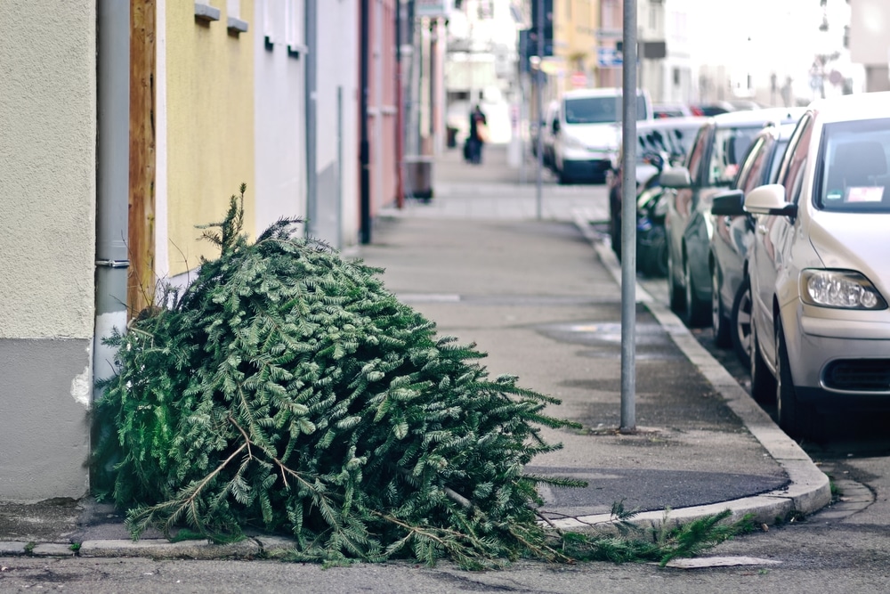 sapin montpellier