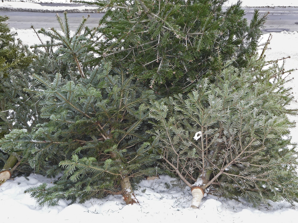 recycler sapin Noël Montauban