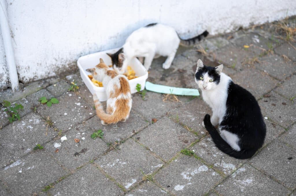 Champigny-sur-Marne stérilisation chats errants