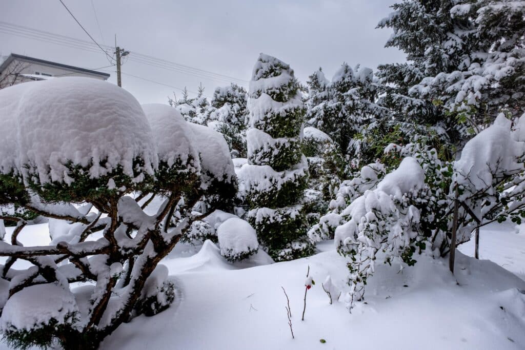 neige Tarn Vigilance orange