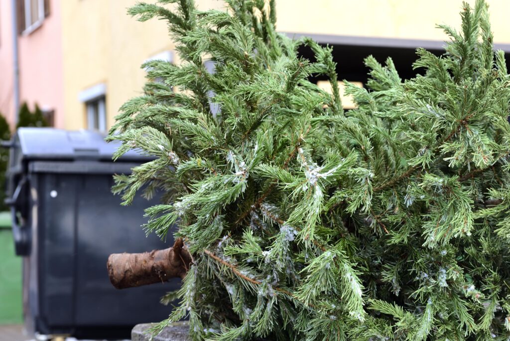 collecte sapins Noël Champigny-sur-Marne