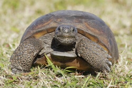 Tortue jardin